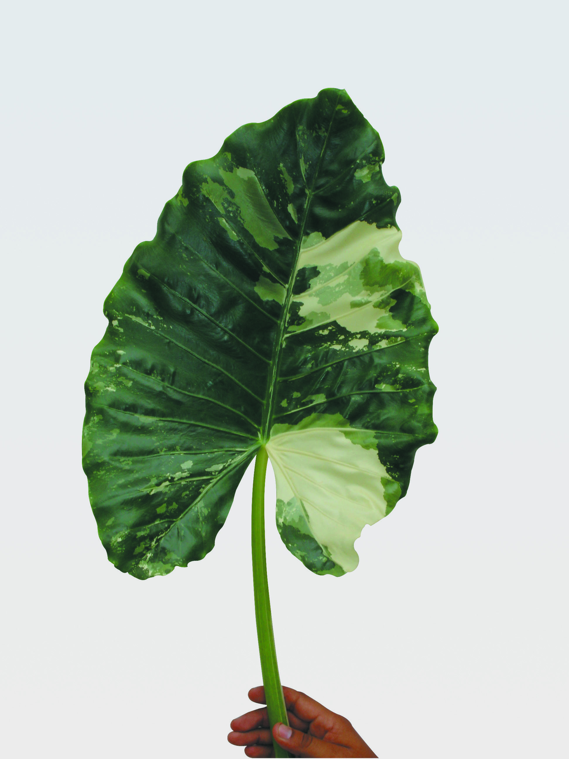 1_Alocasia_Bicolor