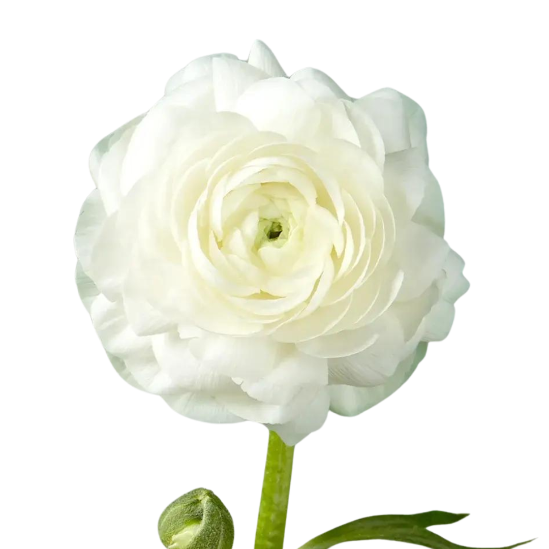 Ranunculus