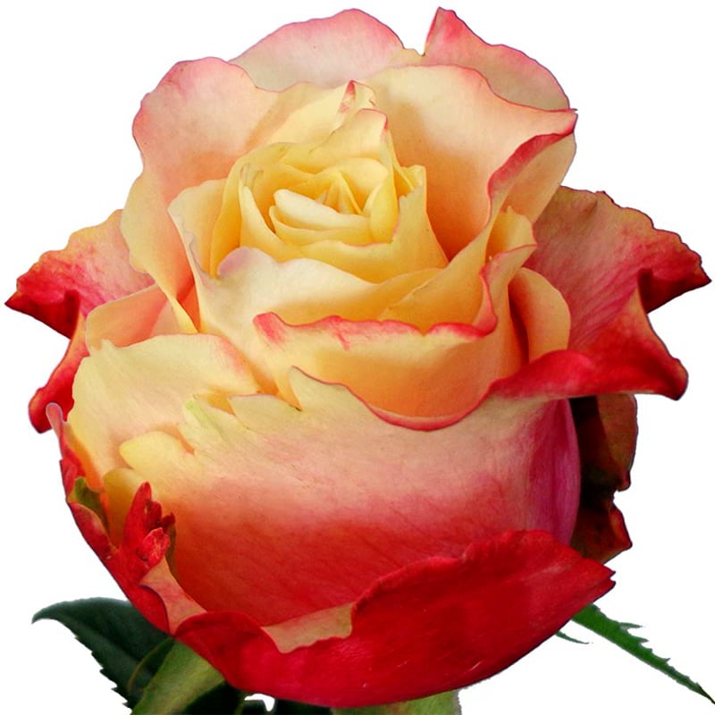 3-D resized