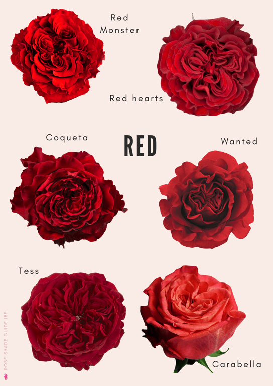 Rose color shades substitutes