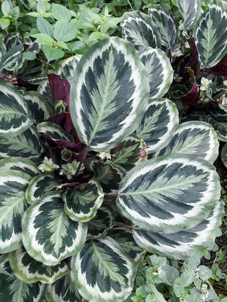 9 Calathea leaf Round