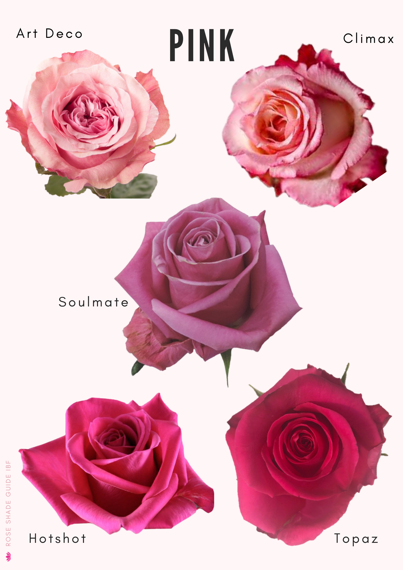 Rose color shades & substitutes