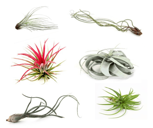 Airplants (2)