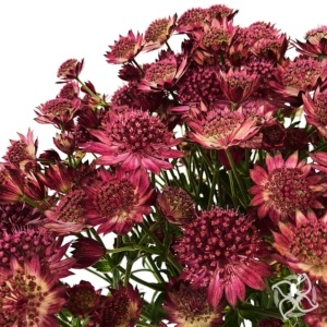 Astrantie_Burgundy