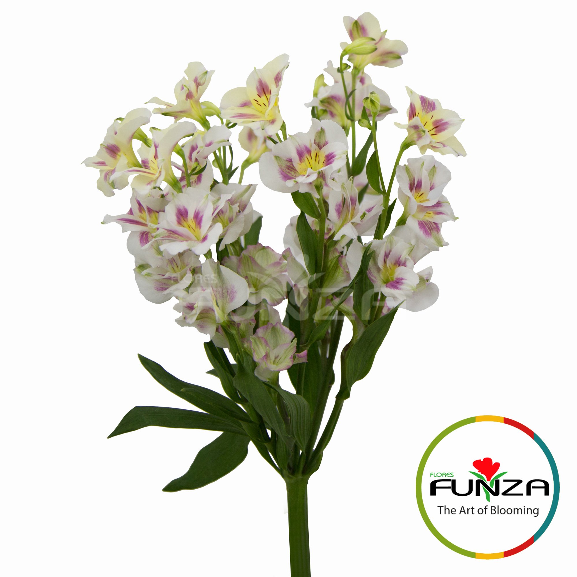 Ballet (3) - Flores Funza