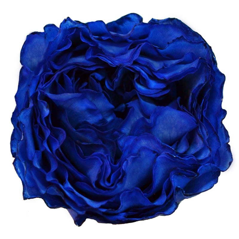 Blue Campanella resized