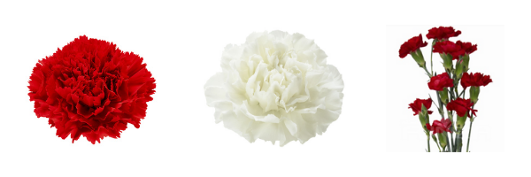 red and white memorial day carnation flowers in bulk wholesale 