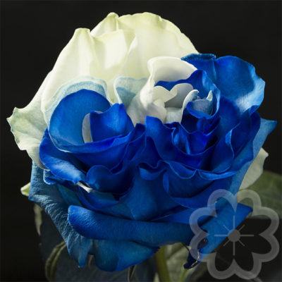 Blue_white_tinted_rose