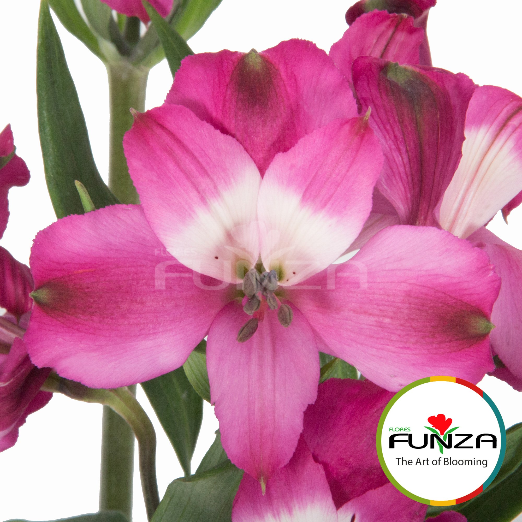 Bright Orchid (4) - Flores Funza