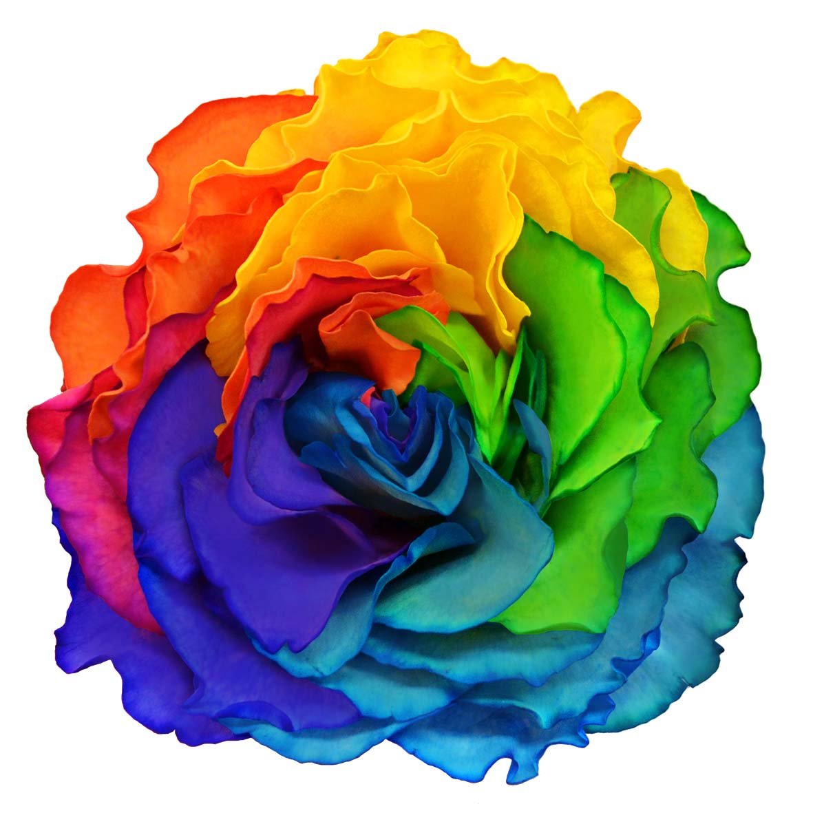 CAMPANELLA MULTICOLOR