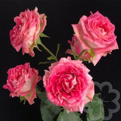 Dahlia_flow_garden_spray_rose