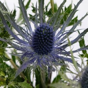 Eryngium_Blue