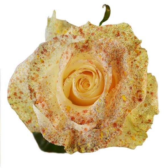 FALL ROSES WITH RAIN