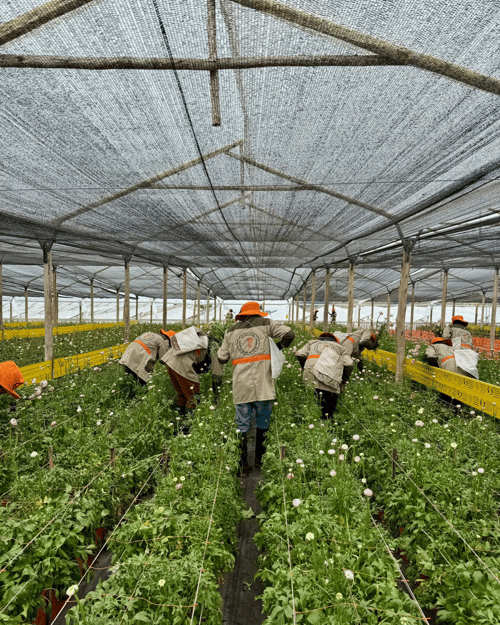 Flower Processing