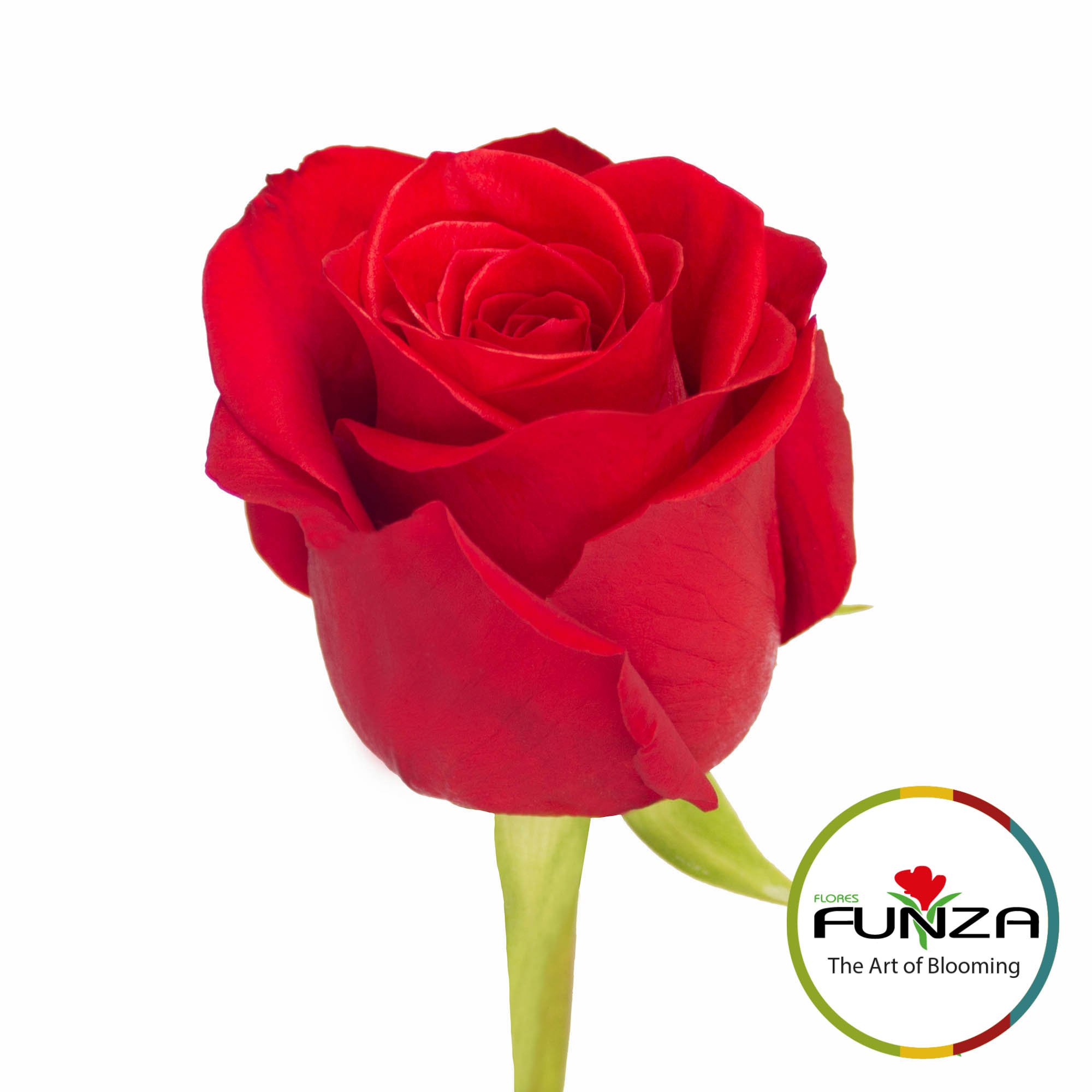 Freedom (3)- Flores Funza