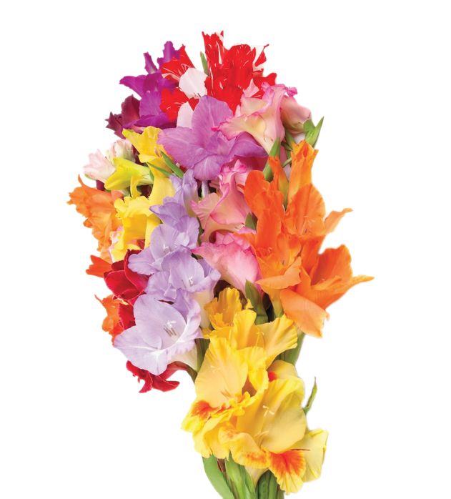 Gladiolus assorted