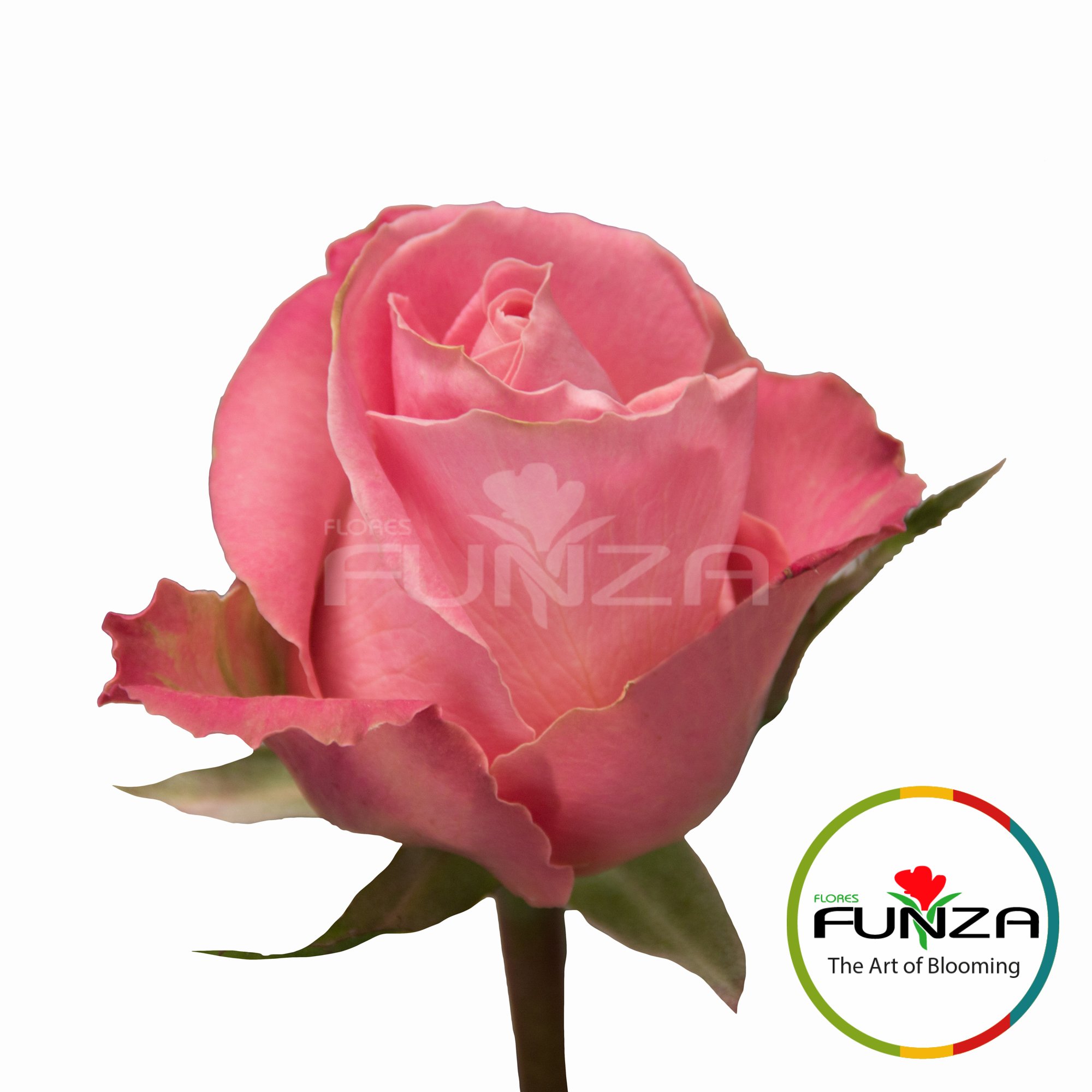 Hermosa (4) - Flores Funza