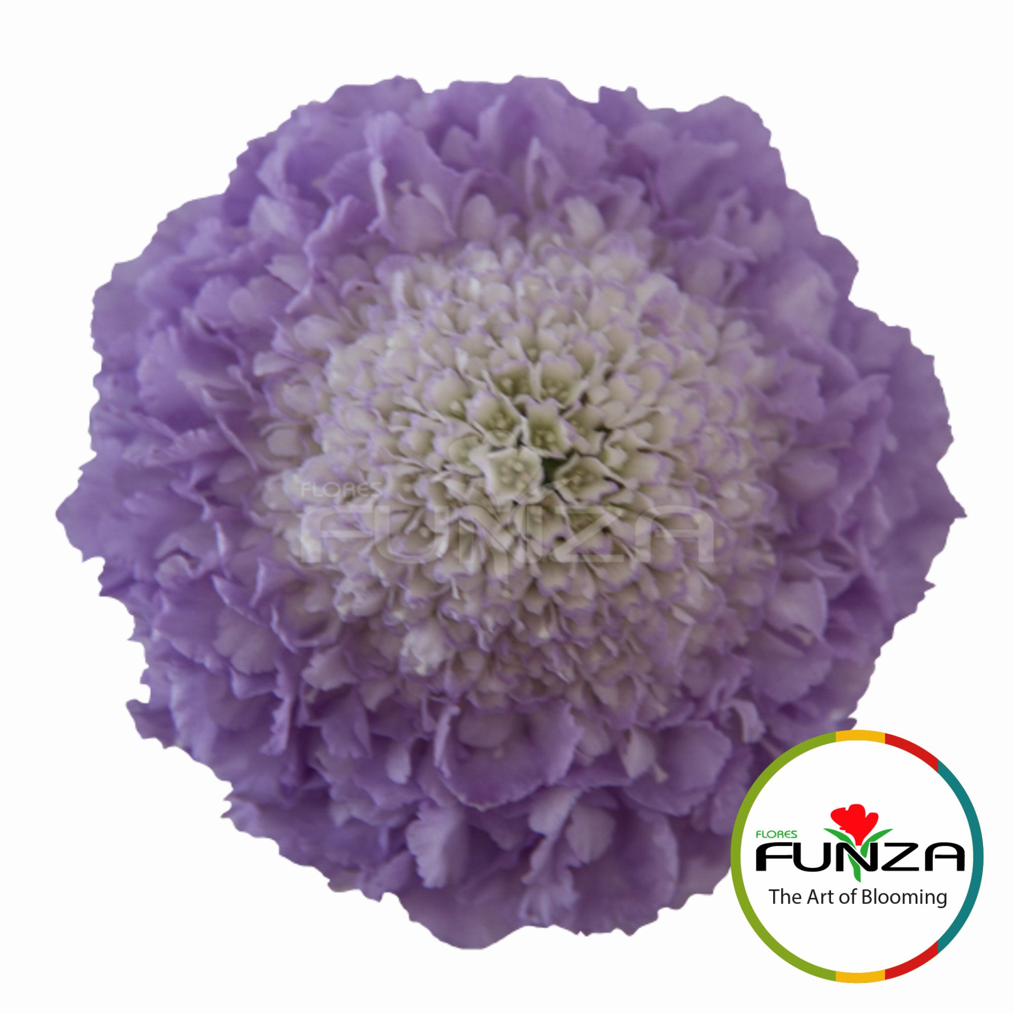 IMG_9201 - Flores Funza