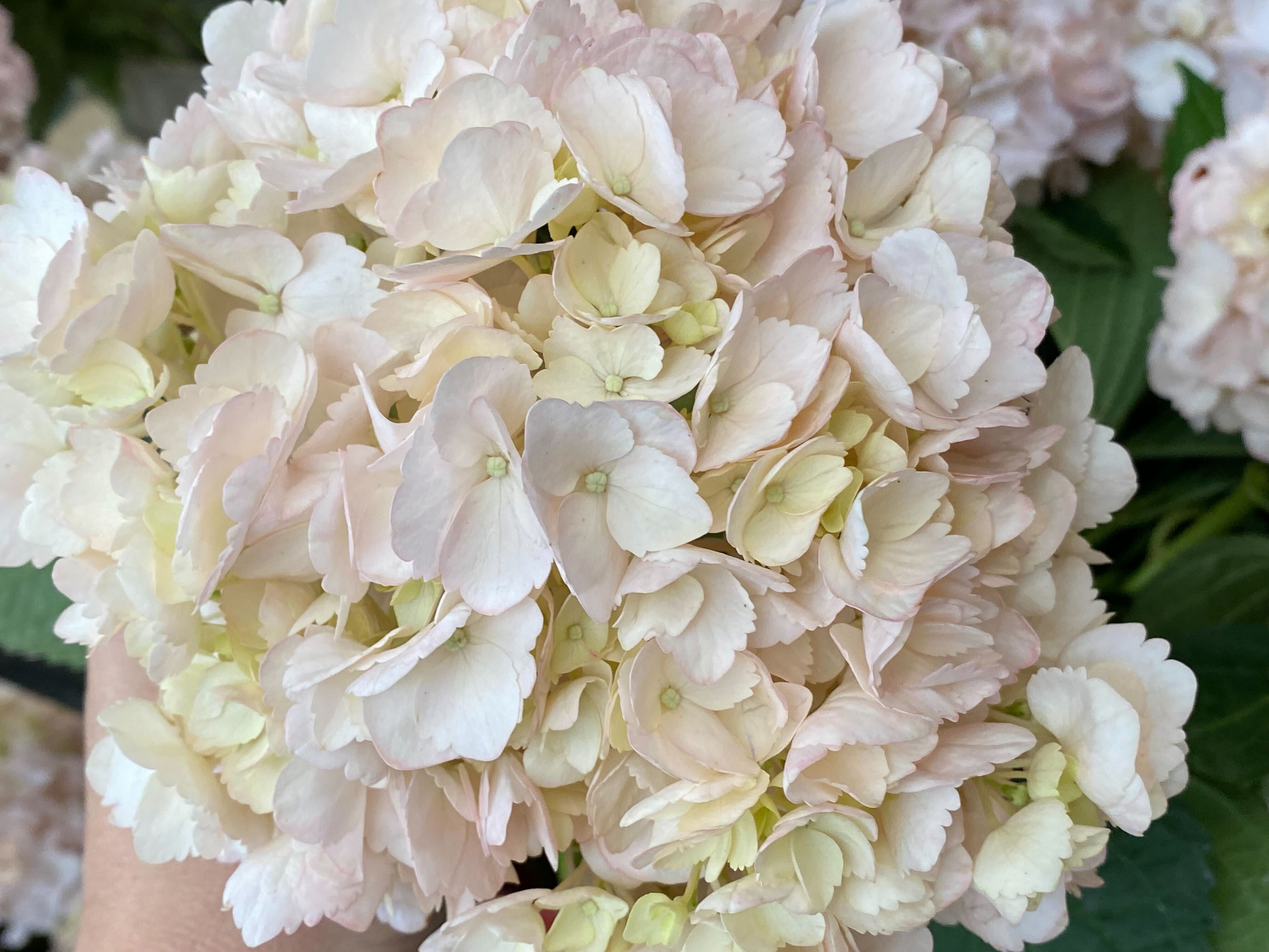 blush hydrangea bloom wholesale
