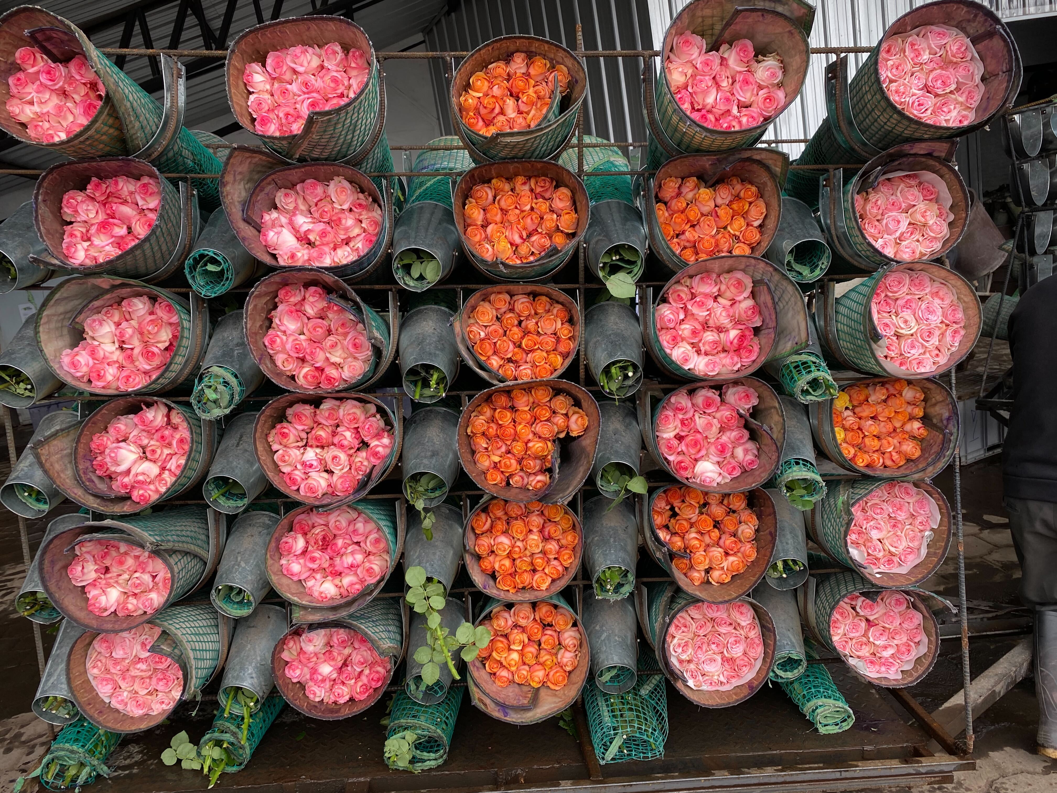 bulk roses for florists