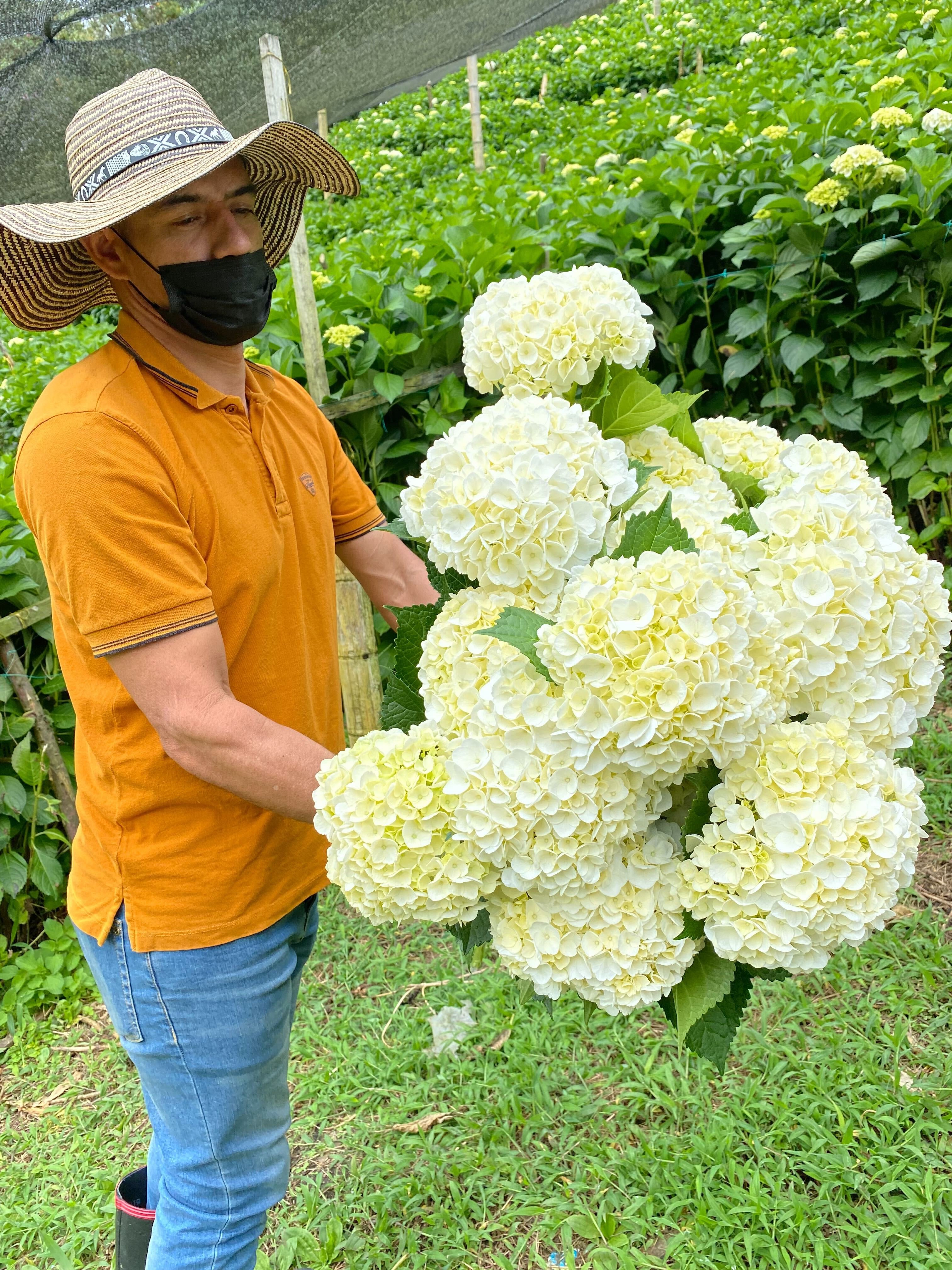 fresh-cut hydrangea in the field