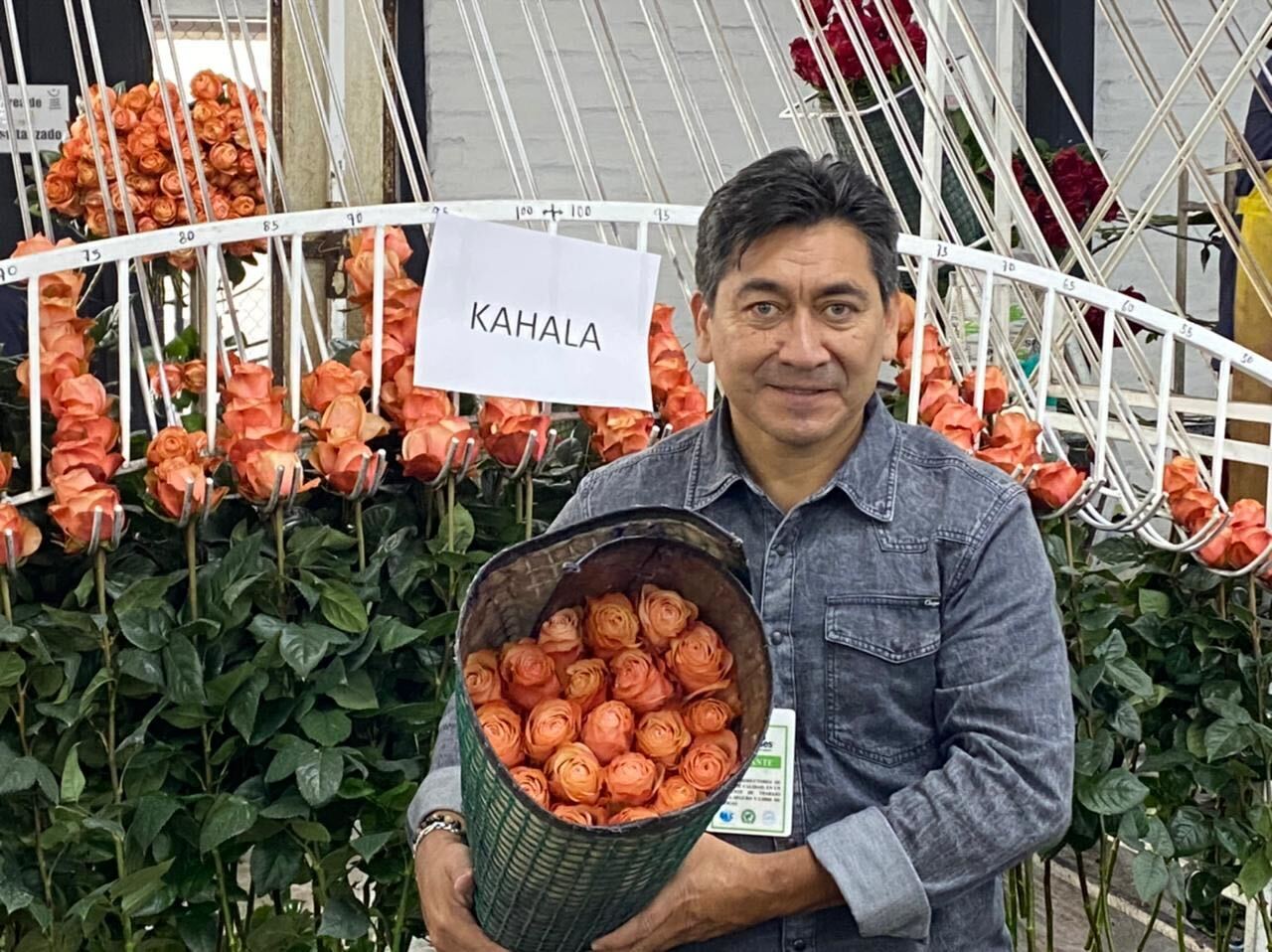 Holding our wholesale red roses