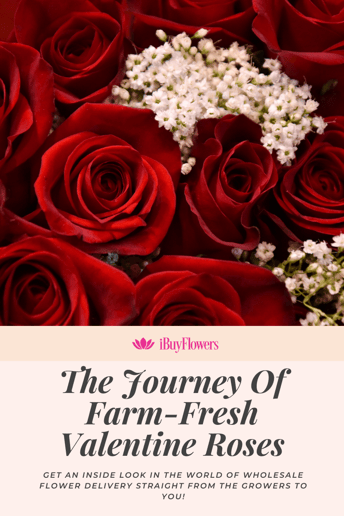 Journey of wholesale valentine roses blog front picture