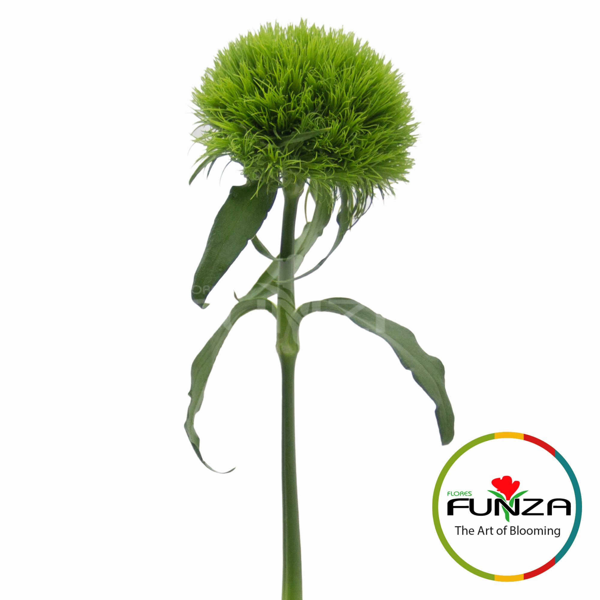Lady (3) - Flores Funza