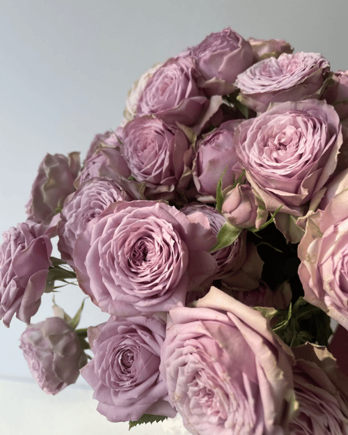 Lavender 1
