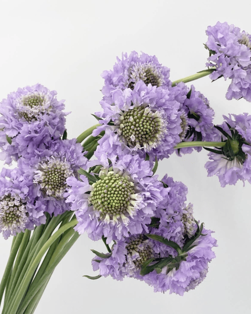 Lavender 2