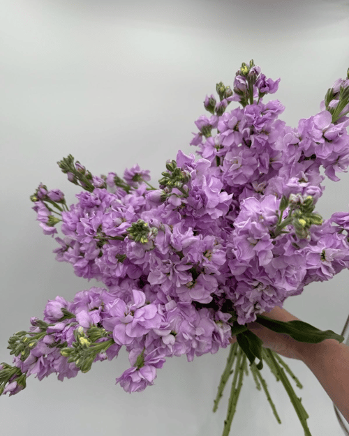 Lavender 3