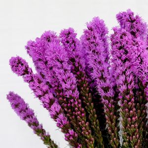 Liatris
