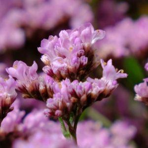 Limonium