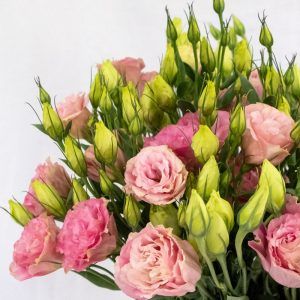 Lisianthus