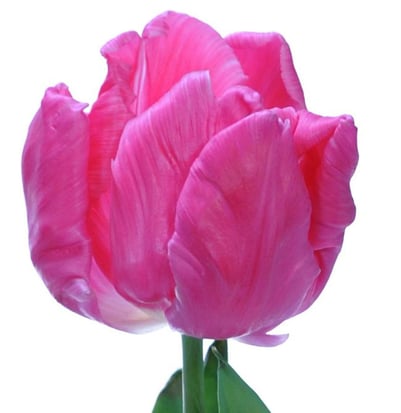 Marvel Parrot Tulip