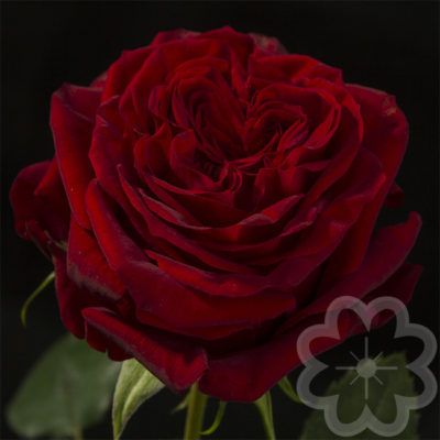 Mayra_s_red_garden_rose