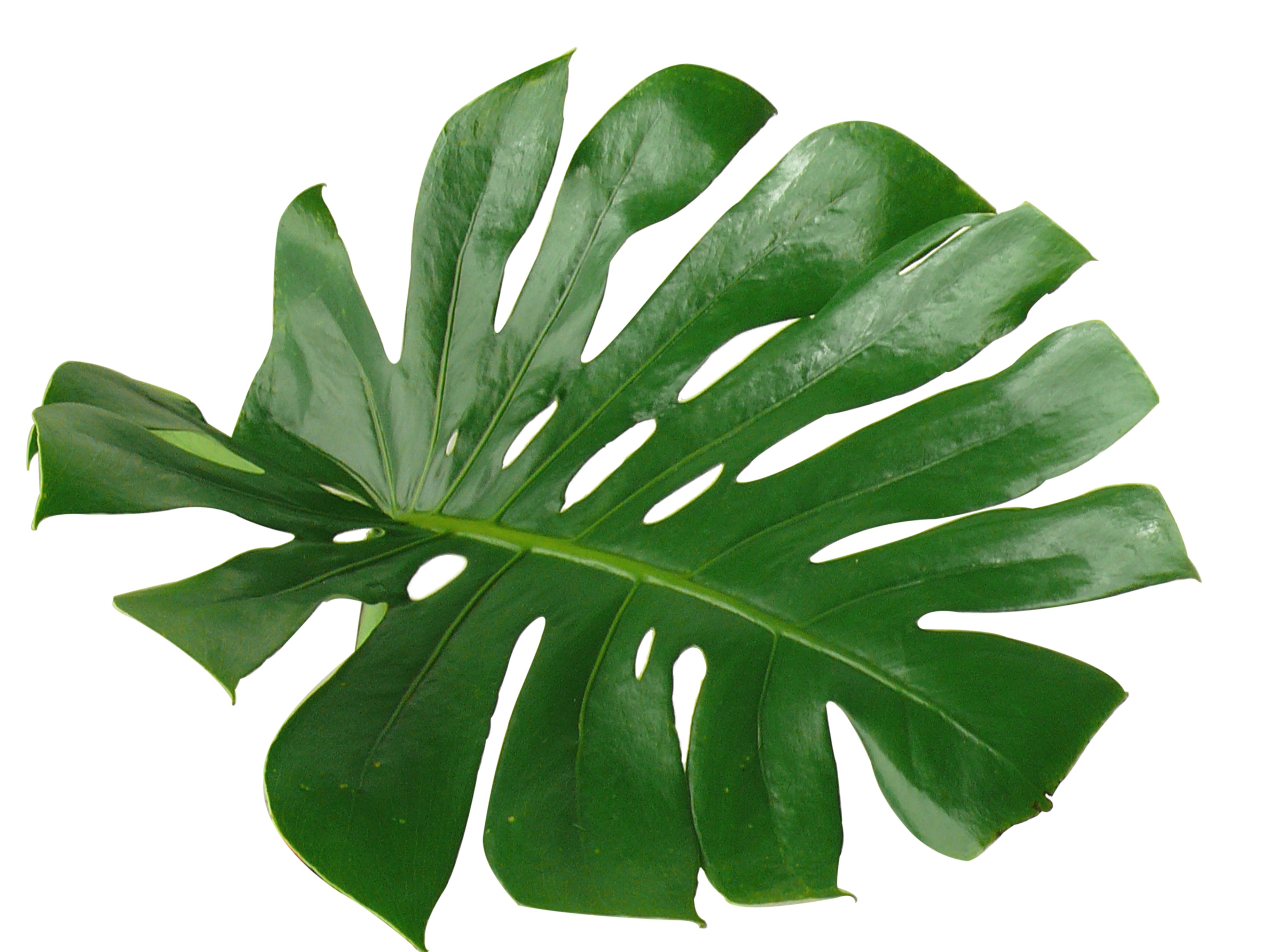 Monstera deliciosa_1