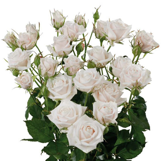 Muscadet_Spray_rose