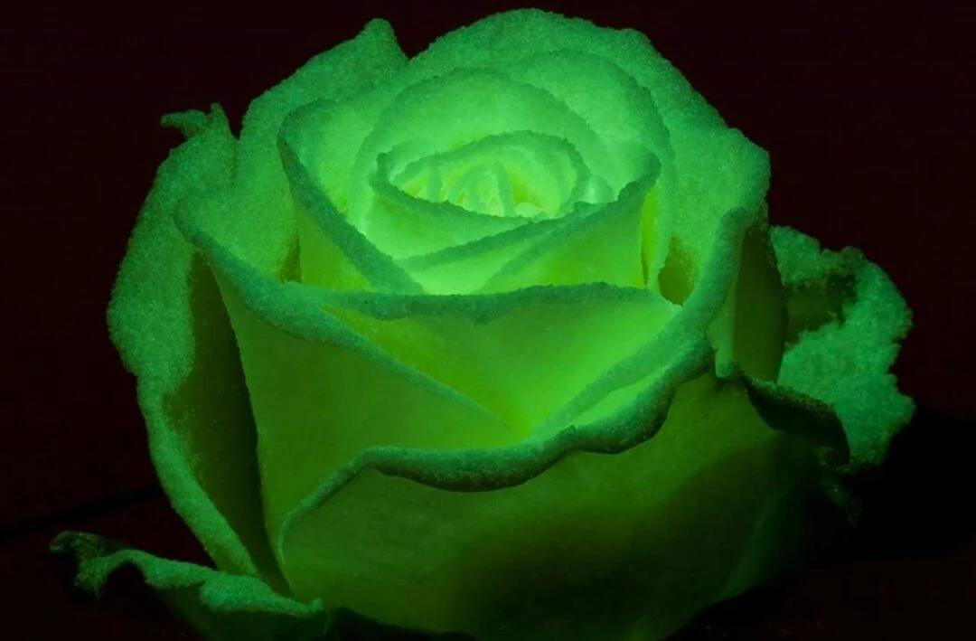 Neon_Roses