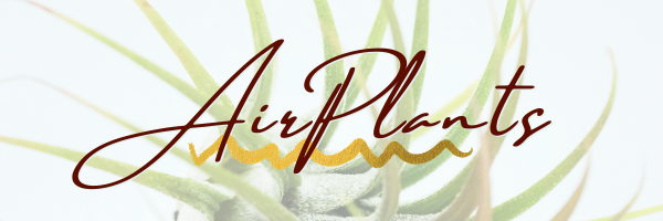 Airplants header blog