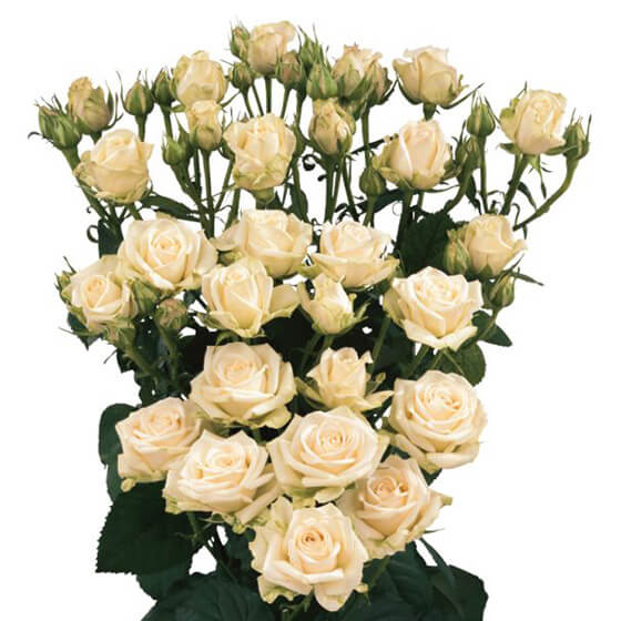 Oleysa_Spray_rose