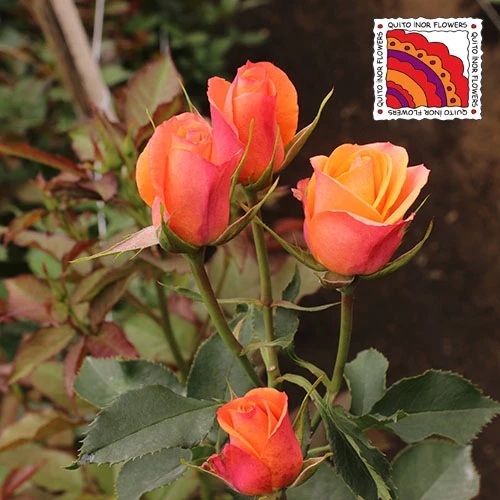 Orange_Star