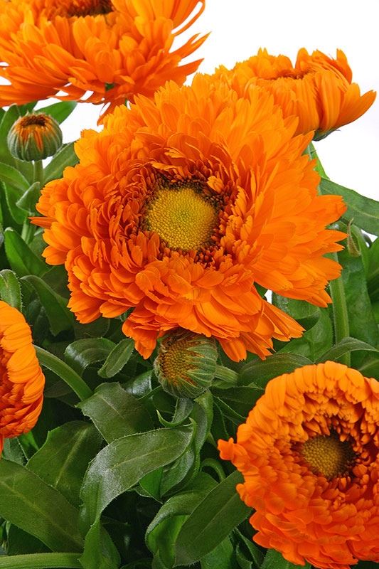 Oranje