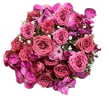 Pink-1