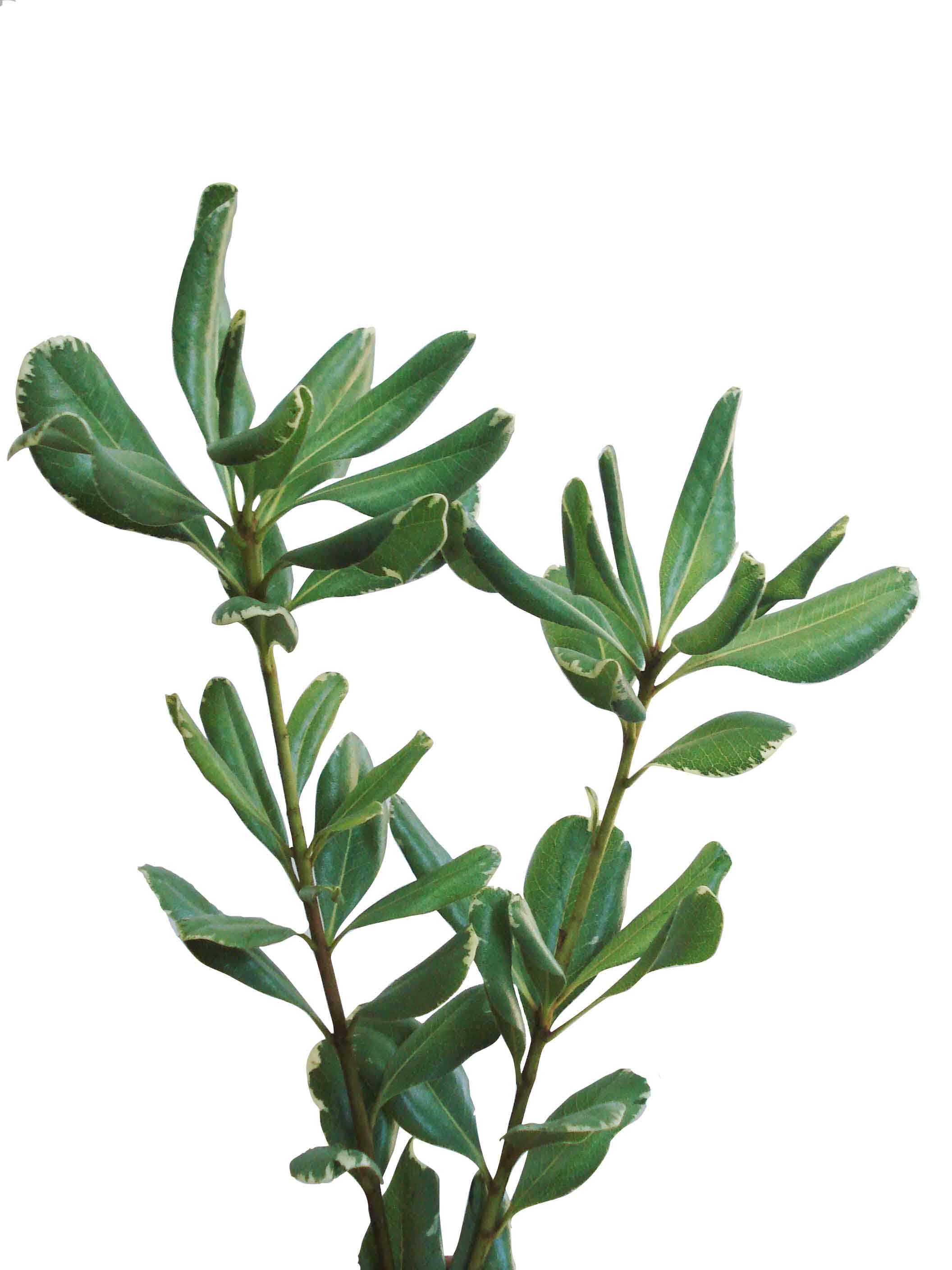Pittosporum 1