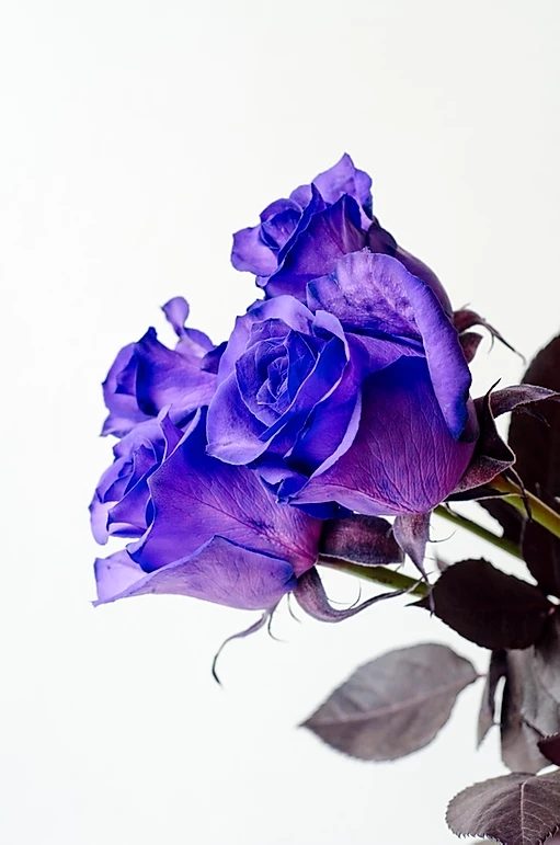 Purple_Roses