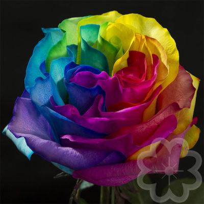 Rainbow_tinted_rose