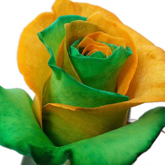 ST PATRICK Green&orange