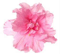Pink flower