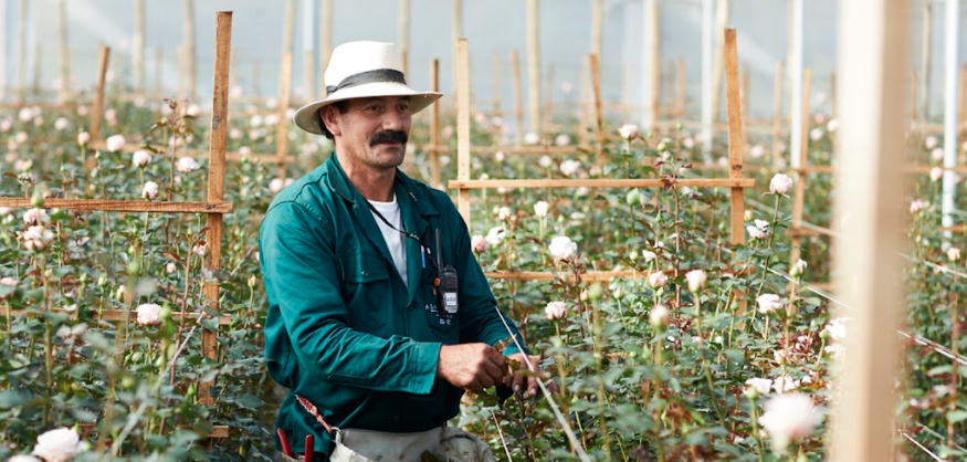 Growing conditions at a rose flower farm